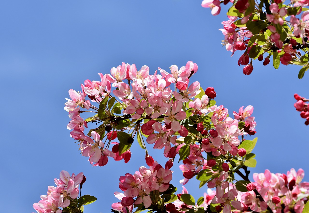 crabapple blooms