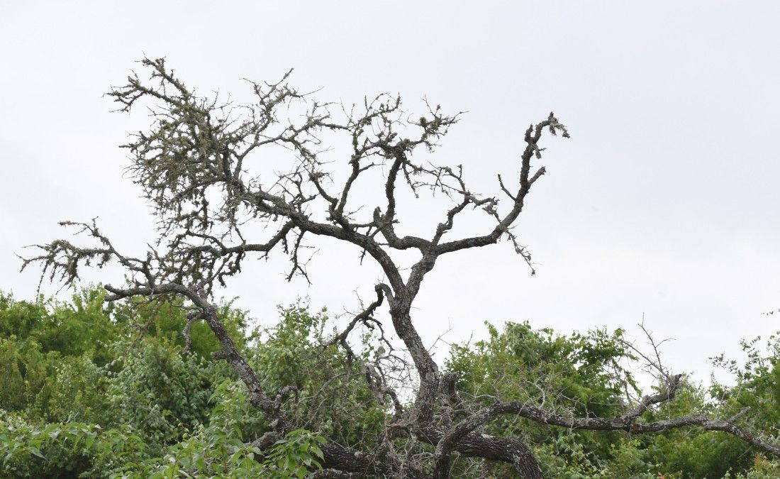 Dead oak with a bare, brittle canopy standing above green trees in late summer.