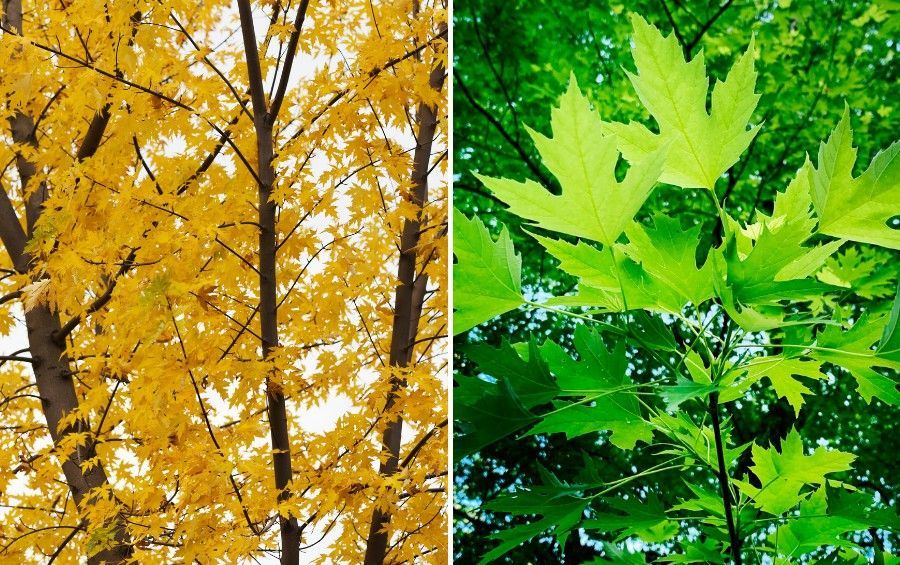 Two maple trees showing yellow fall foliage and green, deeply lobed maple leaves during the growing season.