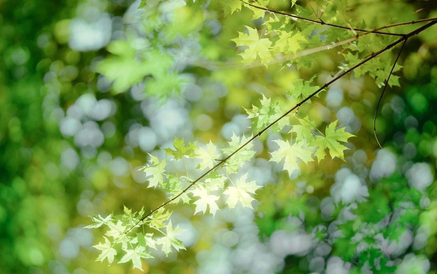 Green lobed maple leaves growing on thin branches in a mature tree canopy.