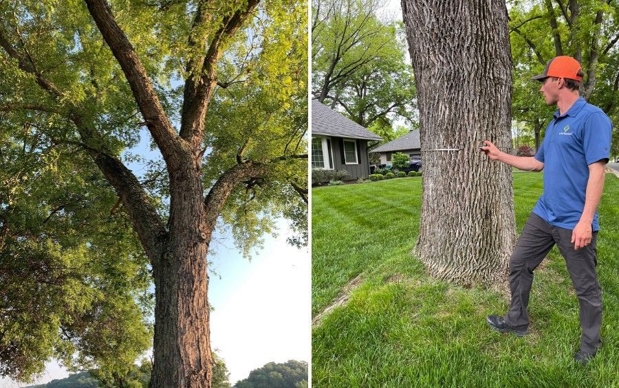 Mature tree with large spreading limbs beside an arborist examining the trunk of another mature tree.