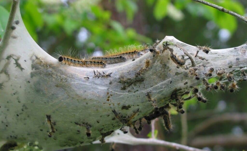 Eastern tent caterpillars feeding inside a dense silk web in a branch fork, showing how tent caterpillar nests differ from fall webworm webs.