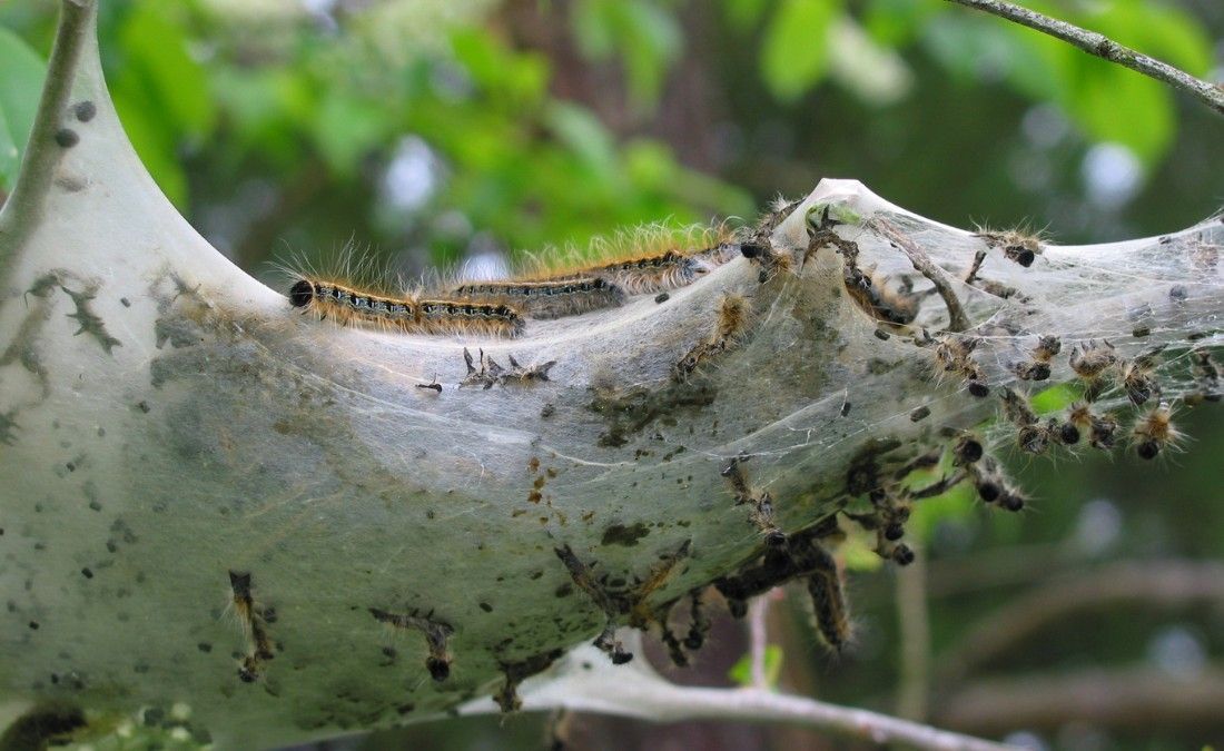 Eastern tent caterpillars feeding inside a dense silk web in a branch fork, showing how tent caterpillar nests differ from fall webworm webs.