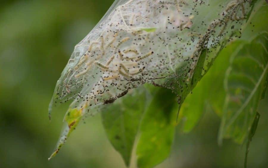 Fall webworm caterpillars feeding inside a silky web on the tip of a pecan tree branch.
