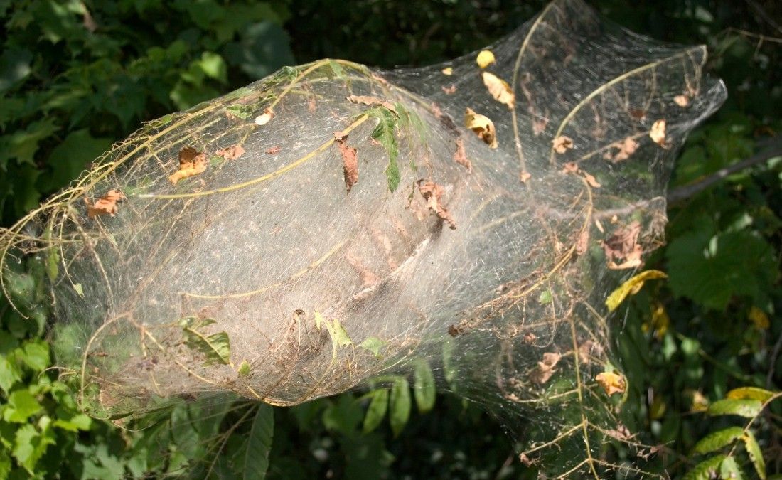 Fall webworm nest wrapped around branch tips of a mature tree in late summer.