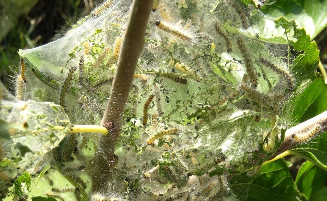 Fall webworm silk nests wrap the branch tips of a backyard tree in the east Des Moines metro.