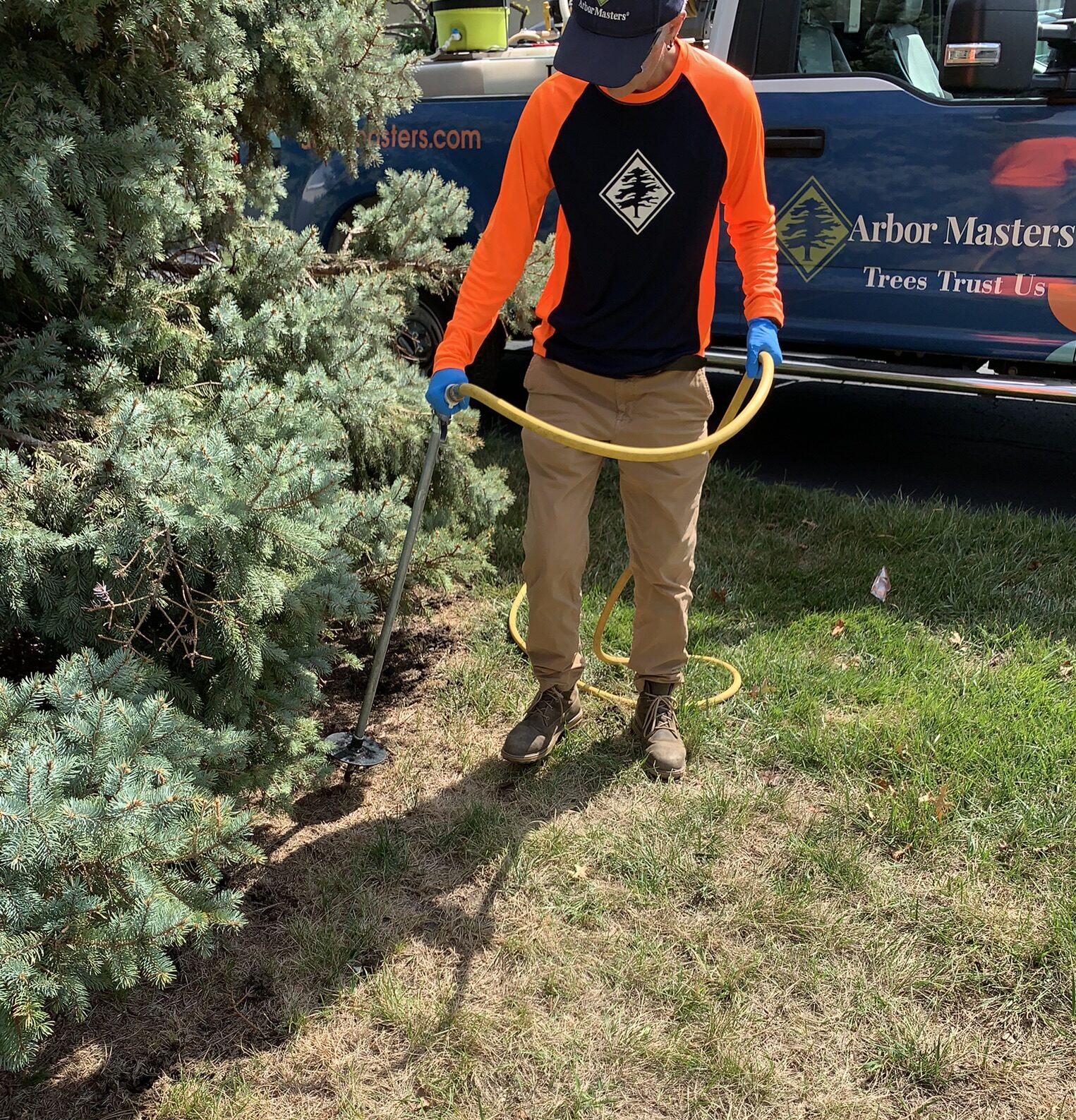 fertilization of trees