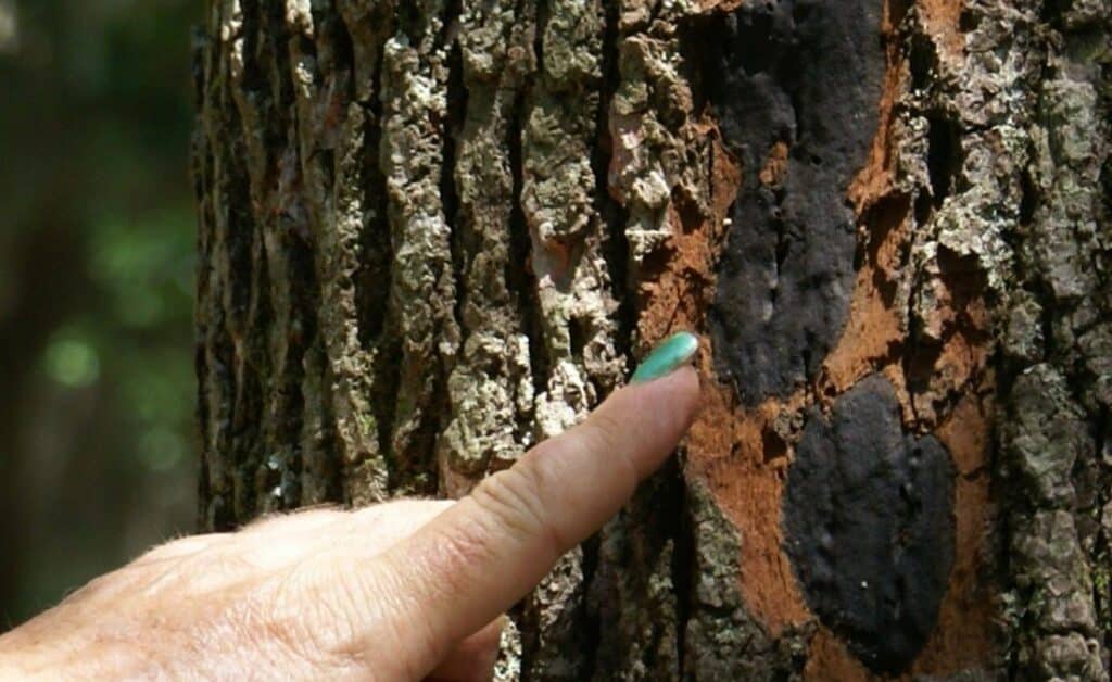 Finger pointing to black, crusty Hypoxylon canker on peeling tree bark.