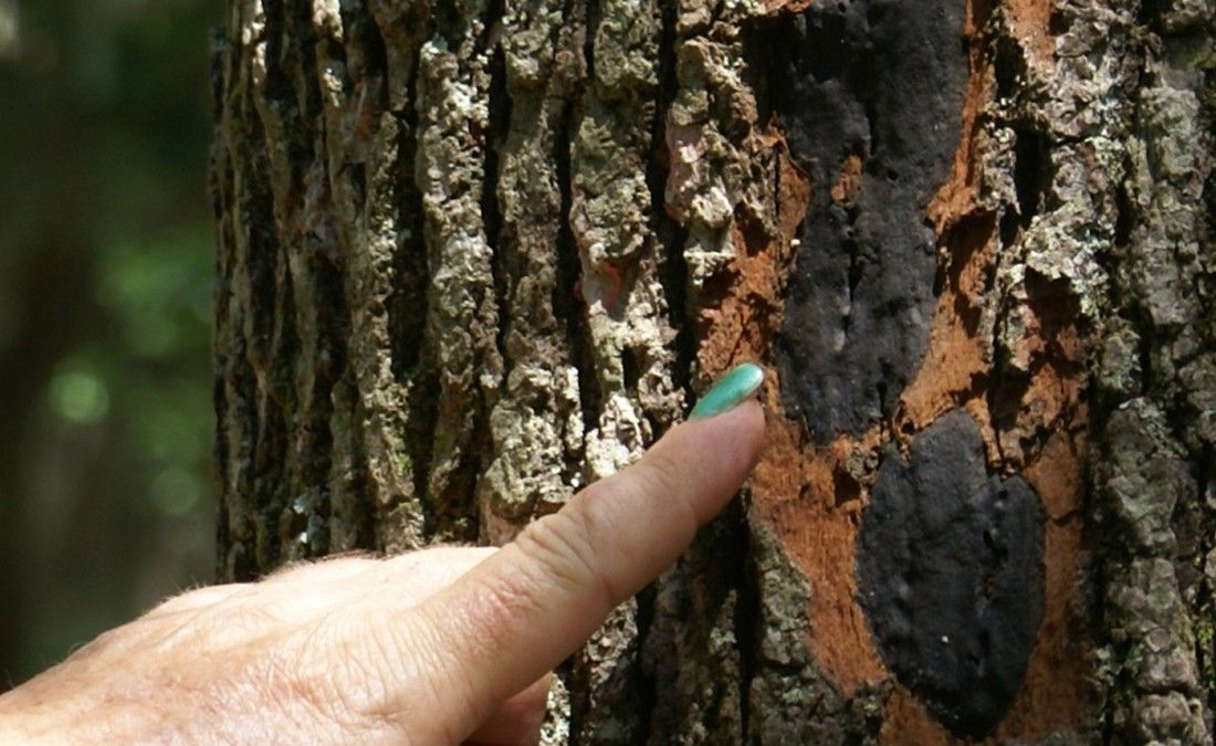 Finger pointing to black, crusty Hypoxylon canker on peeling tree bark.