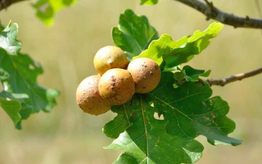 Four round tan galls cluster at the base of an oak leaf on a branch in summer.