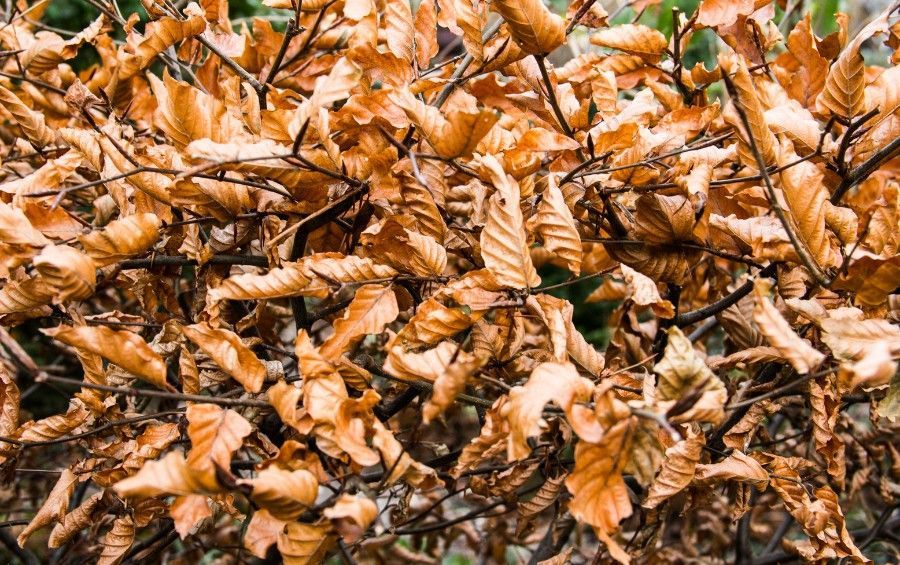 Green tree leaves turning brown and crisp along the margins, a classic sign of summer leaf scorch.