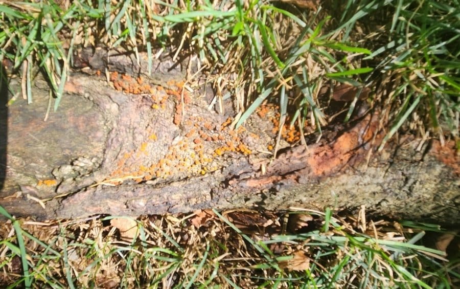 A tree's root flare shows advanced fungal decay with orange and yellow mushroom growths sprouting from the deteriorated bark and wood at the base of the trunk.