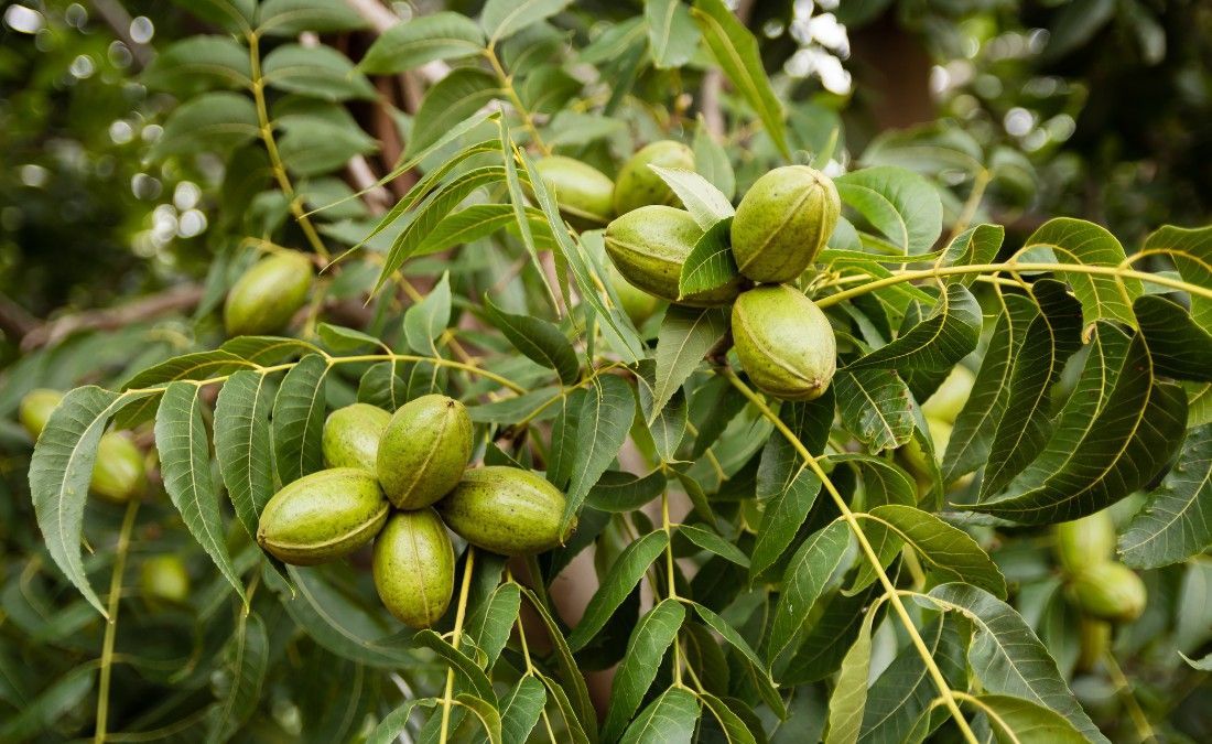 Healthy pecan tree with clusters of green pecans growing in a Dallas landscape during late summer.