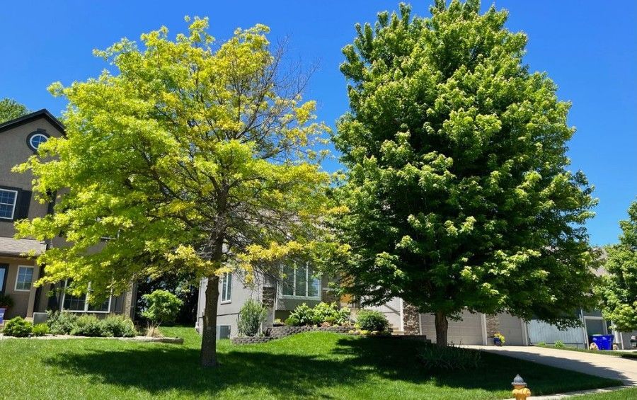 Iron chlorosis causing a pale yellow canopy on one tree compared with a healthy dark green tree beside it.