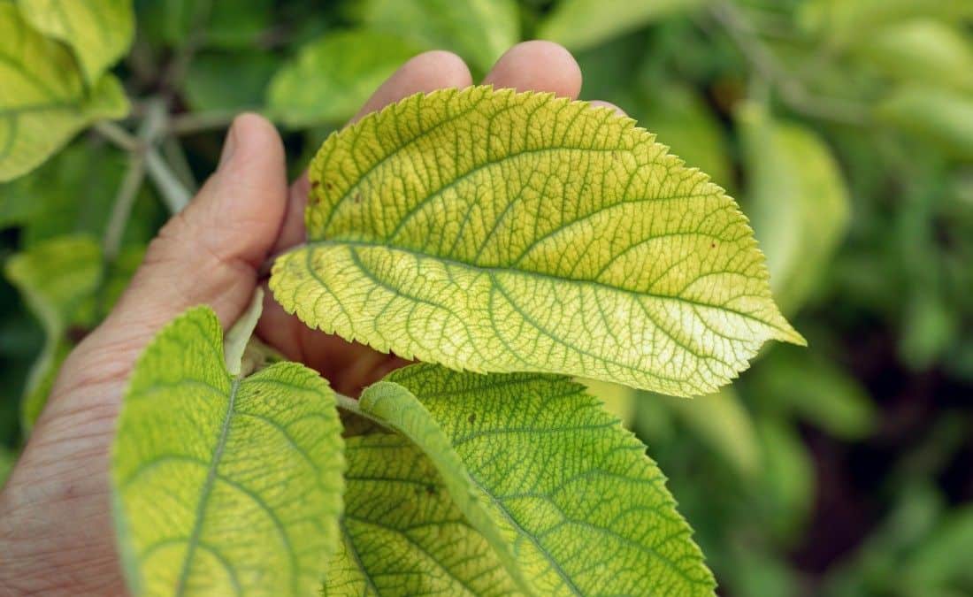Iron chlorosis causing yellow leaves with green veins on a tree in Oklahoma's alkaline clay soil.