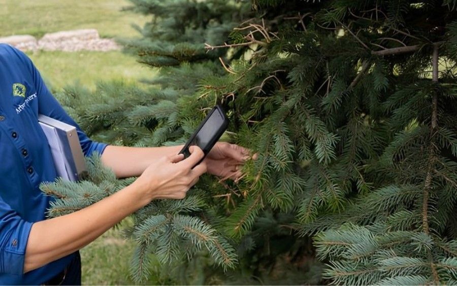 ISA Certified Arborist inspecting an evergreen tree for signs of bagworm damage during a tree health assessment.