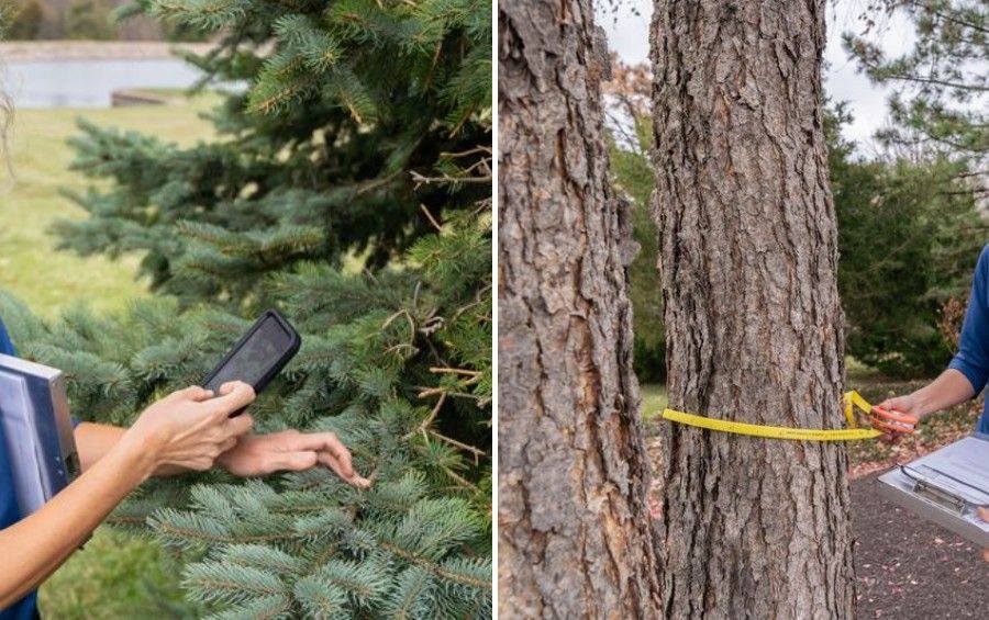 ISA Certified Arborist inspecting tree health and measuring trunk diameter during a professional plant health care assessment.