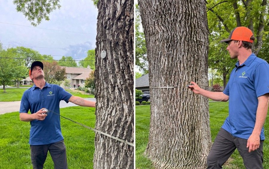 ISA Certified Arborist measuring and inspecting a mature oak tree during a tree health assessment in Tulsa.