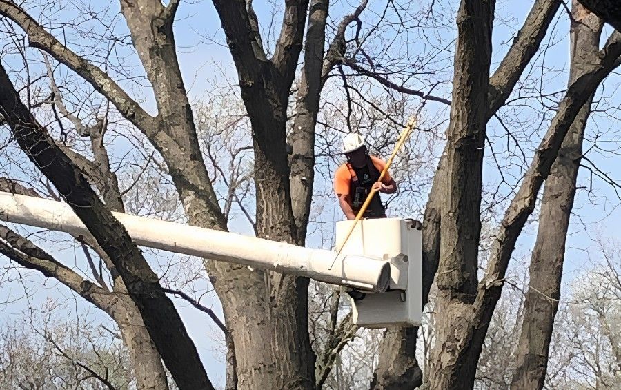 ISA Certified Arborist pruning a mature oak tree from a bucket truck during the dormant season in Dallas.