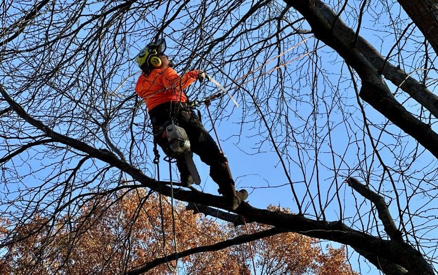 ISA Certified Arborist pruning dead branches from a mature tree during the dormant season.