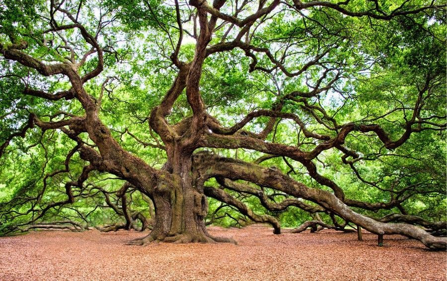 Large mature oak tree with a broad green canopy and long, spreading limbs.