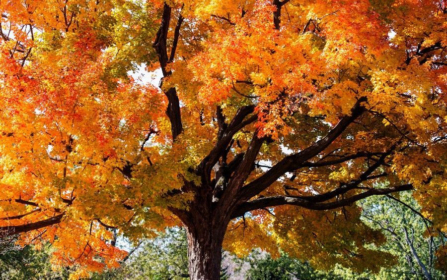 Large sugar maple in full orange-and-red autumn color, turning evenly across its whole canopy.