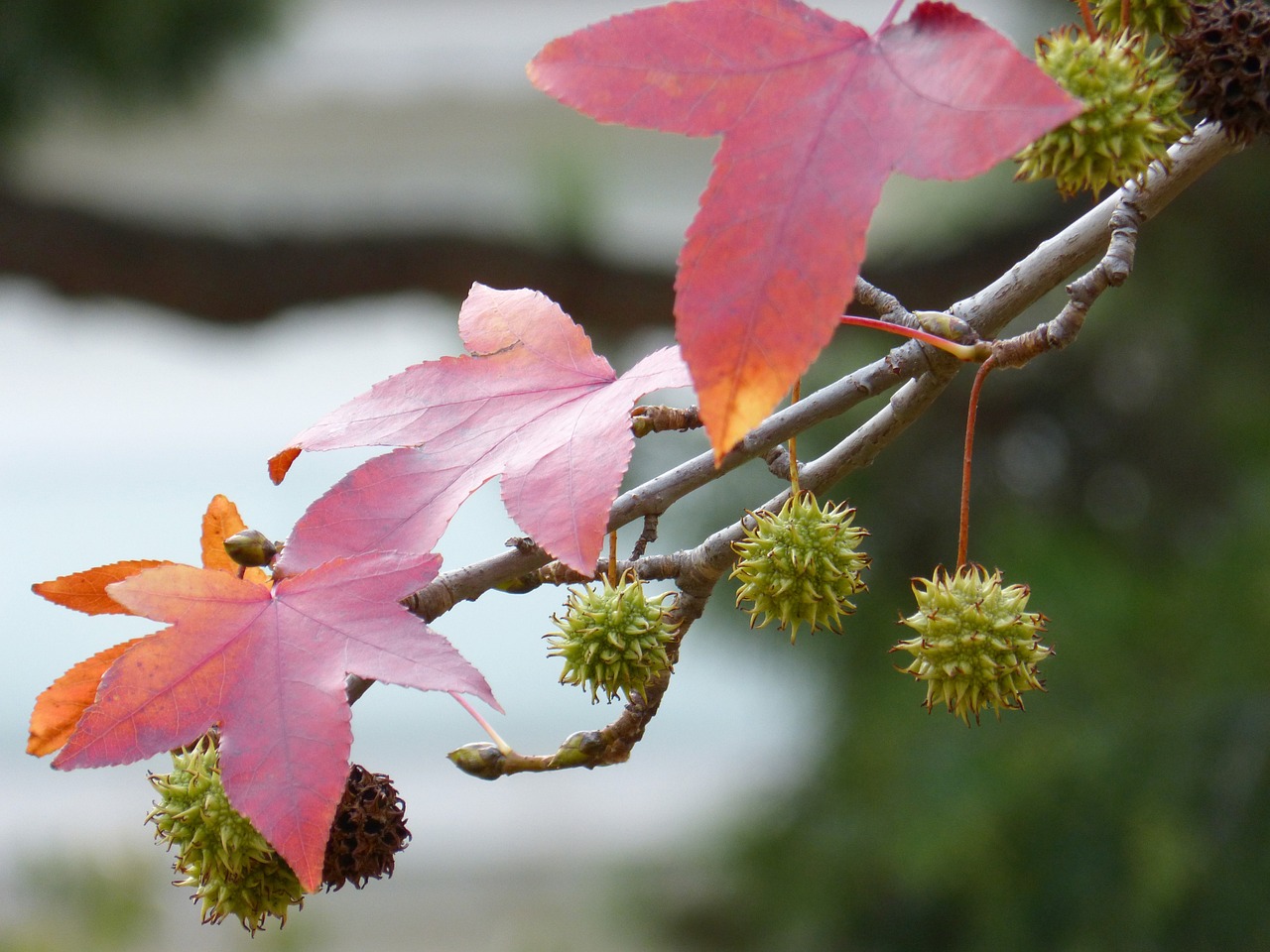 sweet gum tree leaves