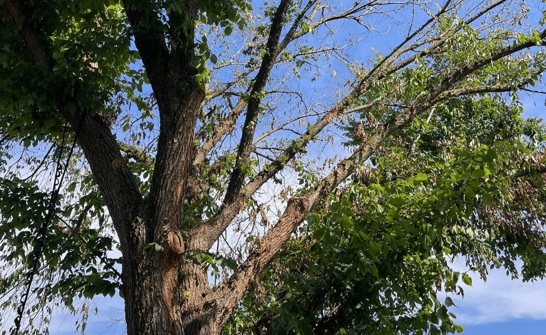 Mature elm with scattered branches of brown, wilting leaves thinning its canopy, an early Dutch elm disease symptom.