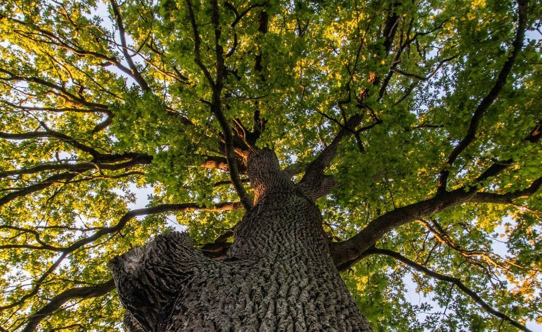 Mature live oak tree with a broad green canopy viewed from the base of the trunk during late summer in Dallas.