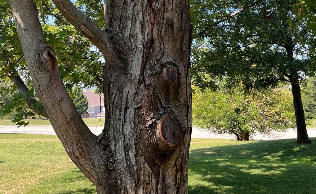 Mature maple tree trunk with large pruning cuts and multiple main stems.