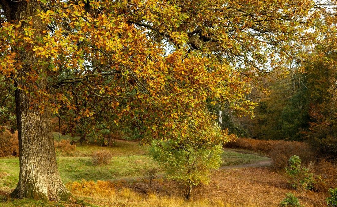 Mature oak tree changing color in early fall, its leaves turning gold and orange on an open Eastern Jackson County lawn.