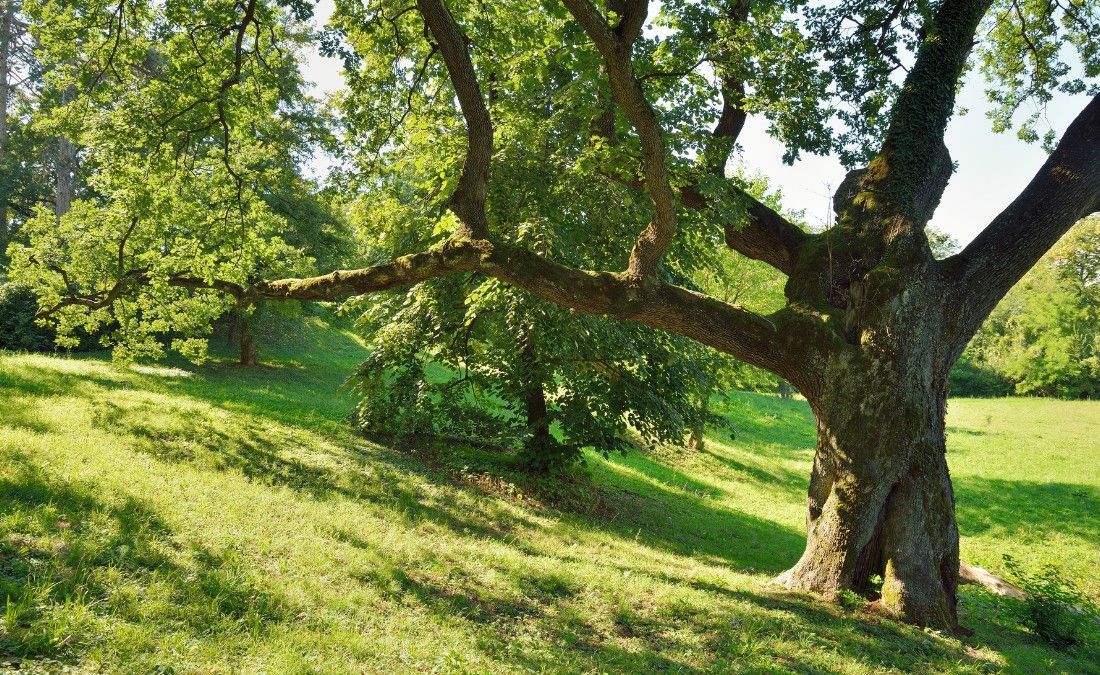 Mature oak tree with a broad green canopy in late summer on a property near Tulsa, Oklahoma.