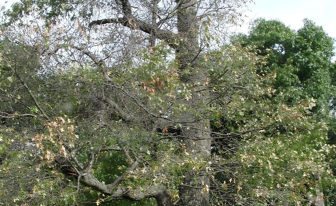 Mature oak tree with a thinning canopy, bare branches, and sections of brown foliage surrounded by green trees.