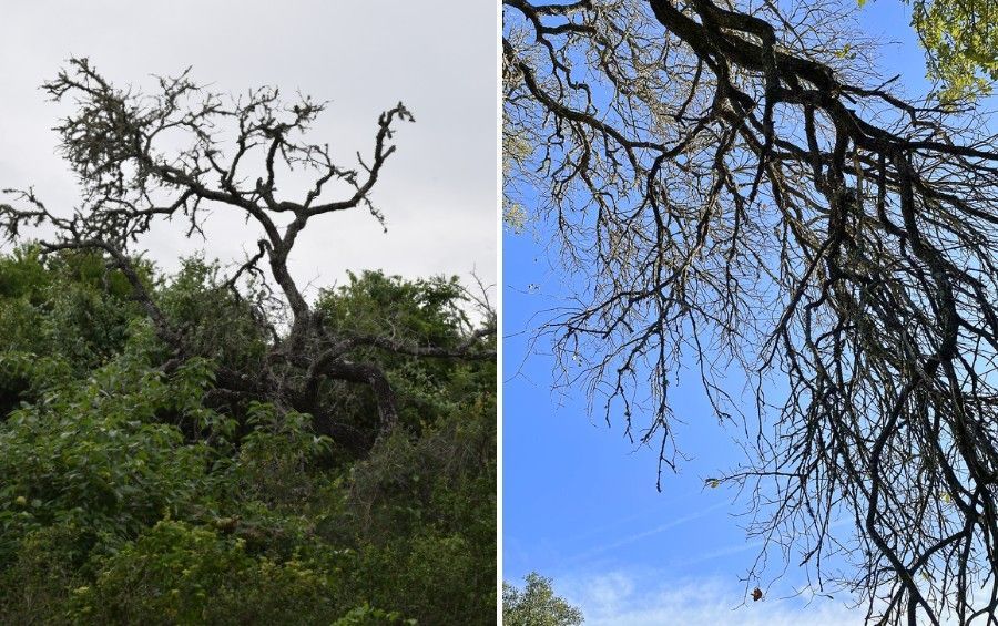 Mature oak tree with clusters of brown leaves, thinning foliage, and bare branches beside a healthy green tree.