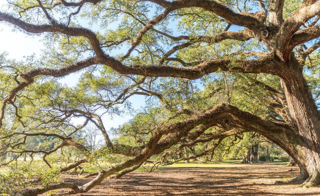 Mature tree with a wide, low-spreading canopy and several large horizontal limbs.
