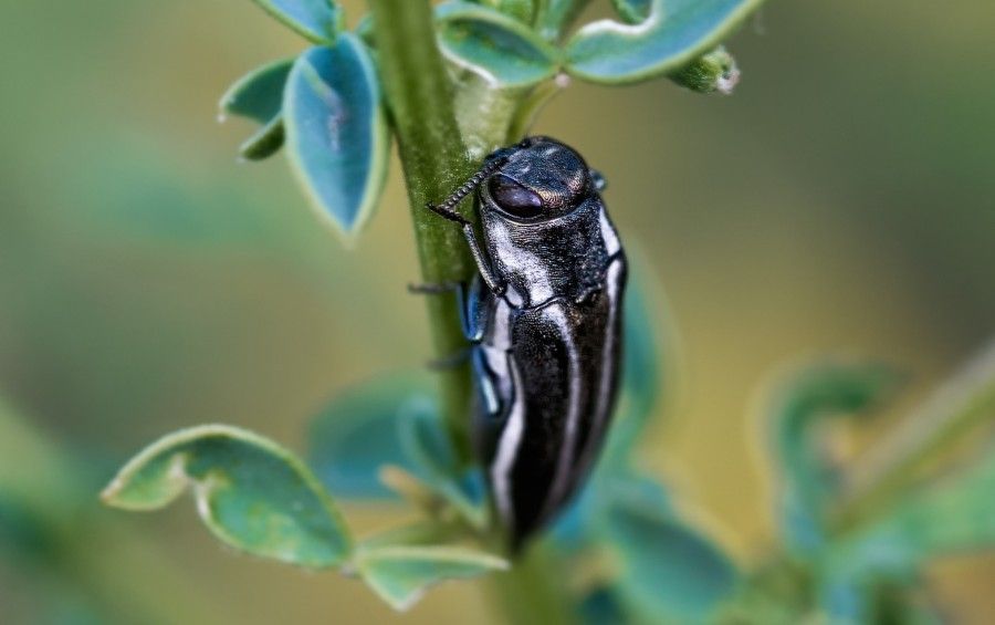 Metallic wood-boring beetle on a plant stem, the type of insect responsible for frass in tree bark.