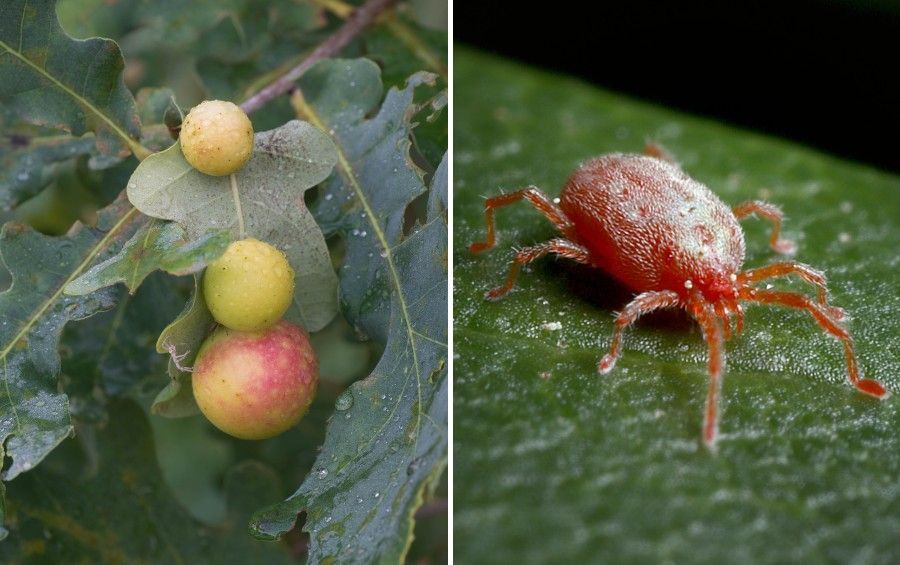 Oak leaf galls on bur oak foliage and a close-up of a red spider mite.