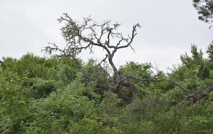 Oak tree with severe canopy dieback and bare branches in a wooded area.
