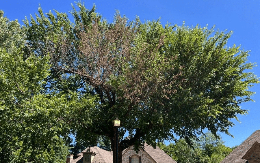 One large section of an elm's canopy turned brown and dead while the rest stays green, the classic Dutch elm disease flagging pattern.