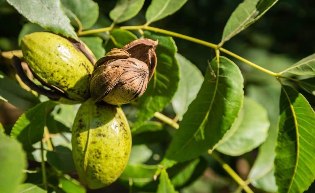 Pecan nuts maturing on a branch with green leaves during late summer in Fort Worth, Texas.