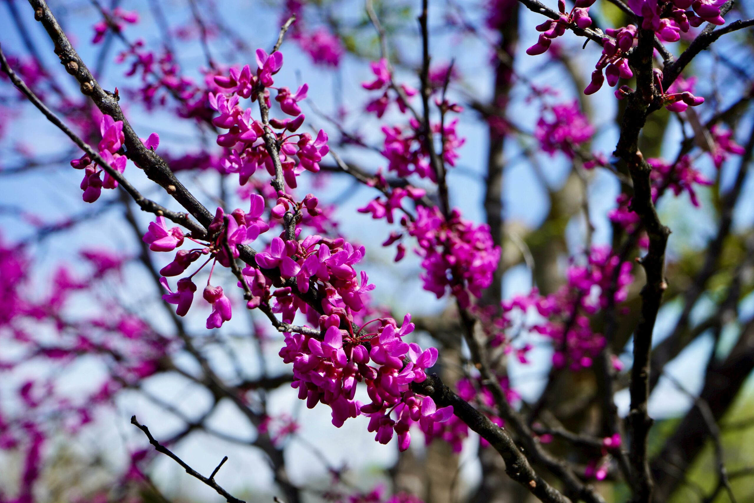 A close-up view of the flowers of an Oklahoma redbud in a yard in Tulsa, OK.