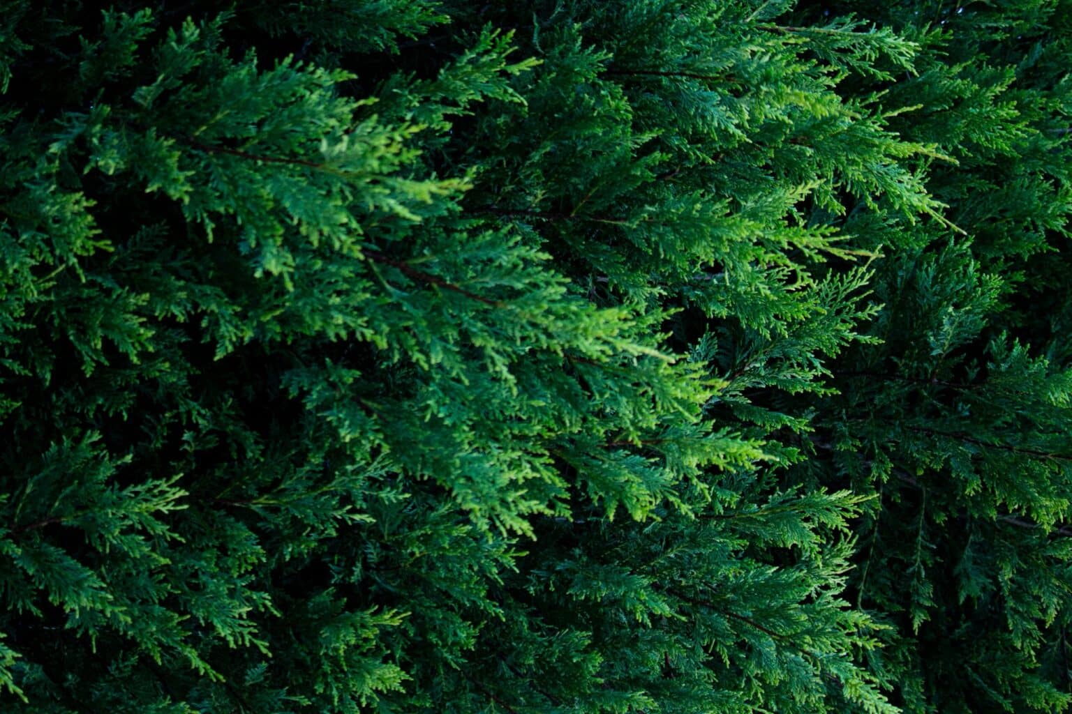 Cedar Trees of Texas | Arbor Masters