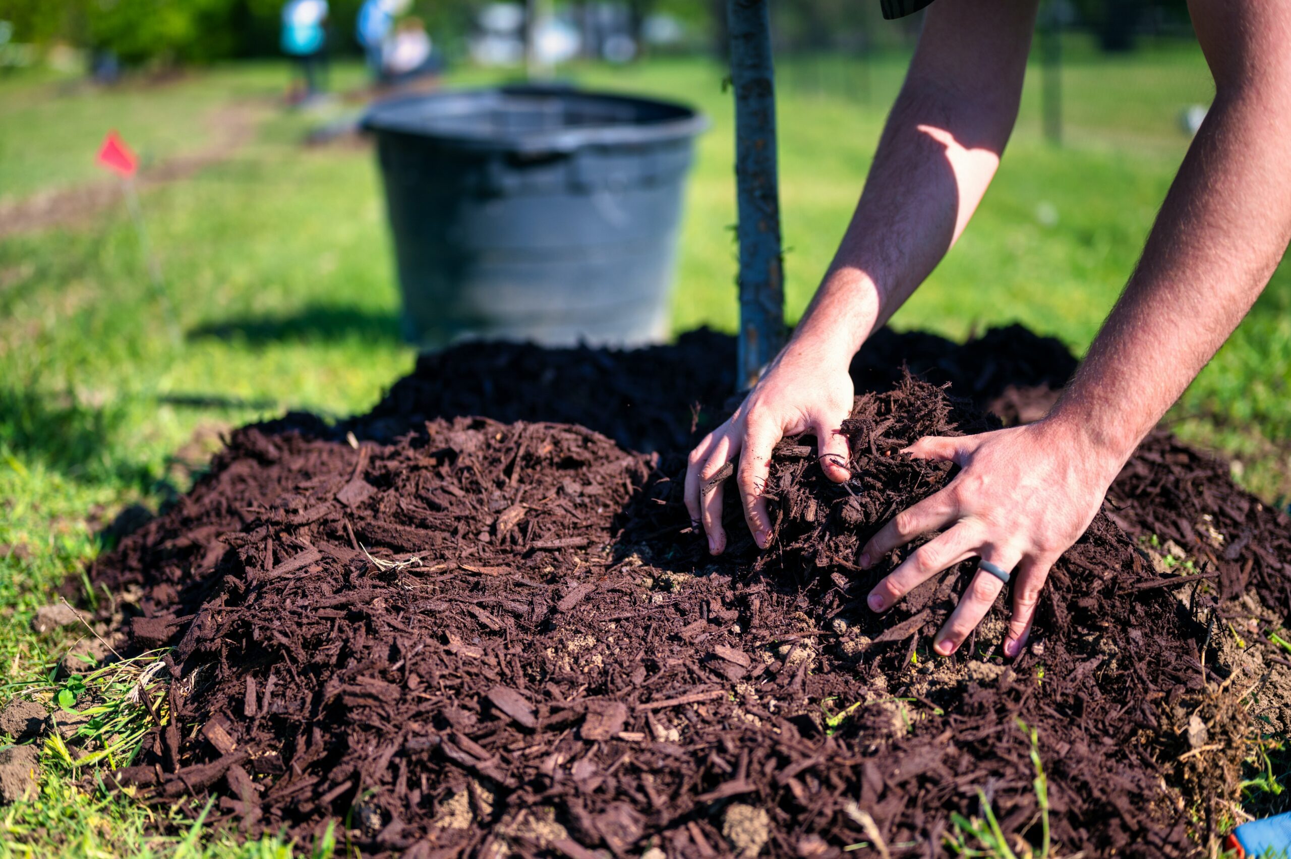 man mulching around tree