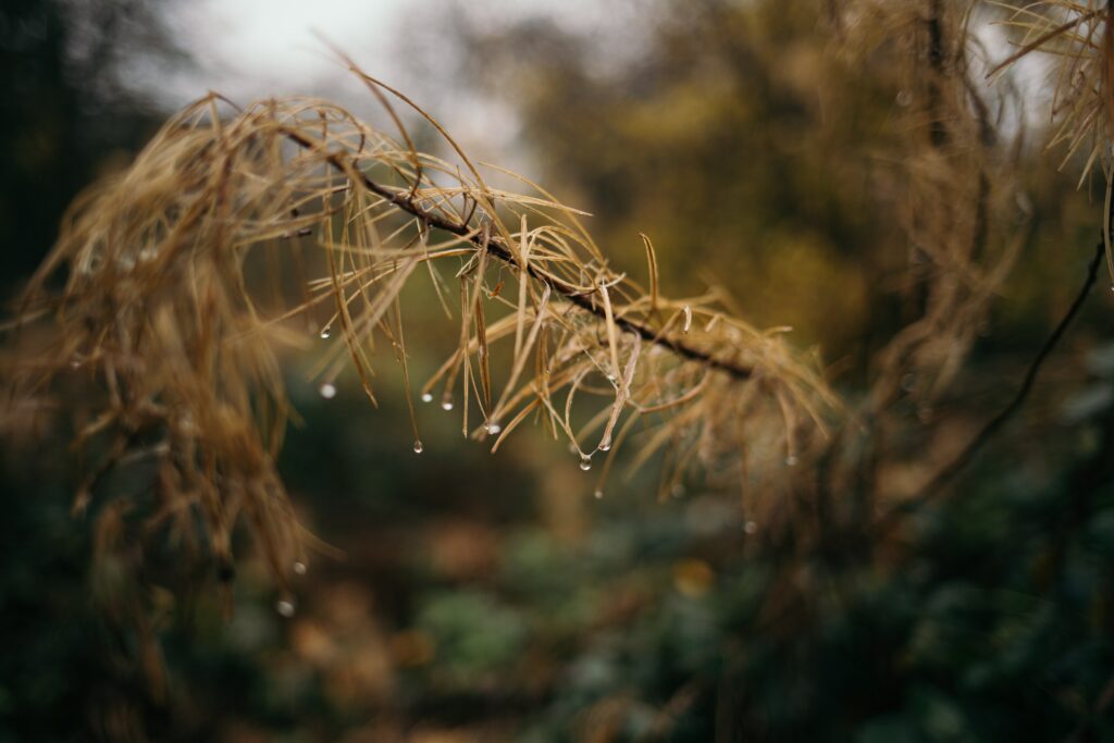 pine needle