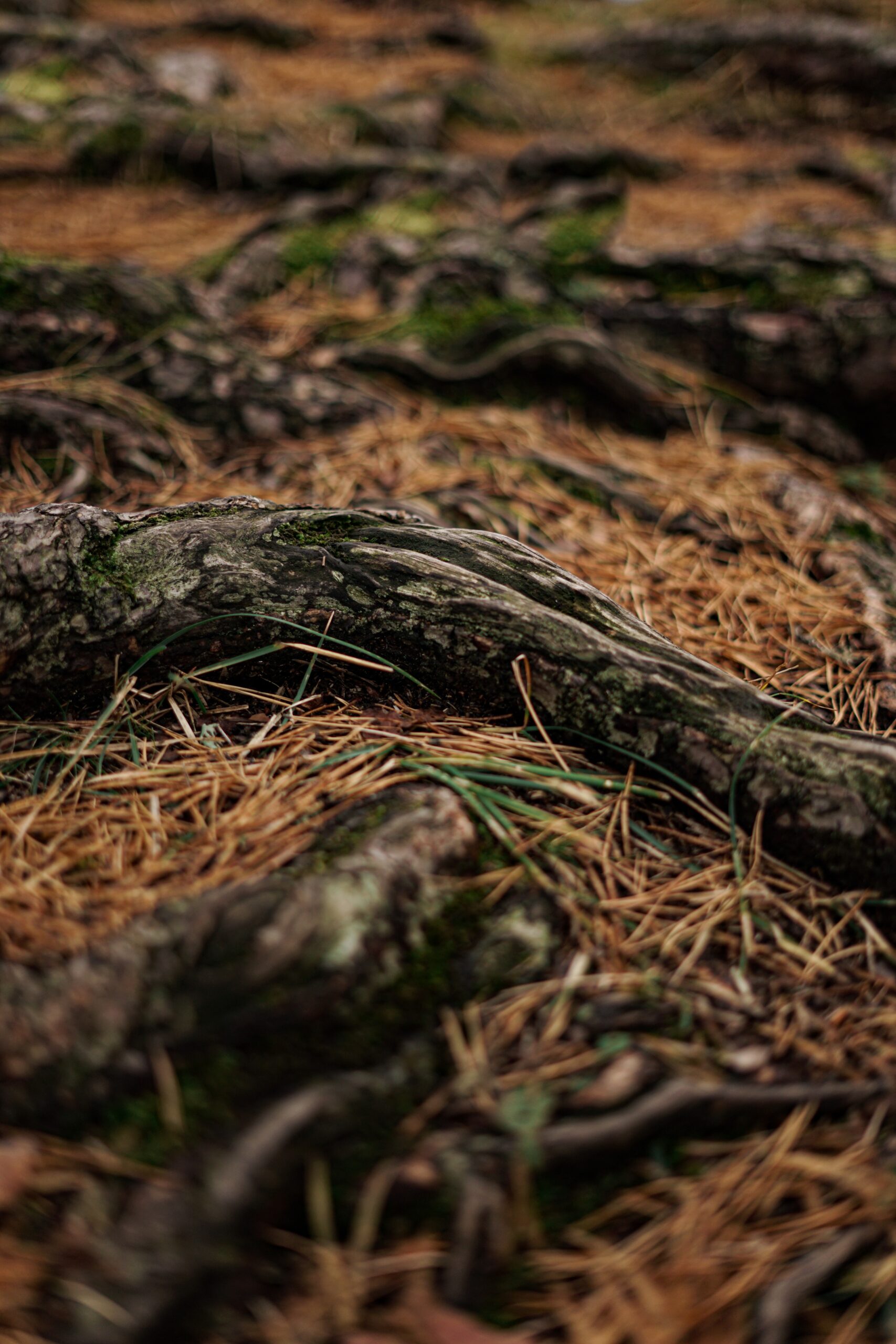 Pine needles laying on the ground between roots after being shed during normal fall needle drop.