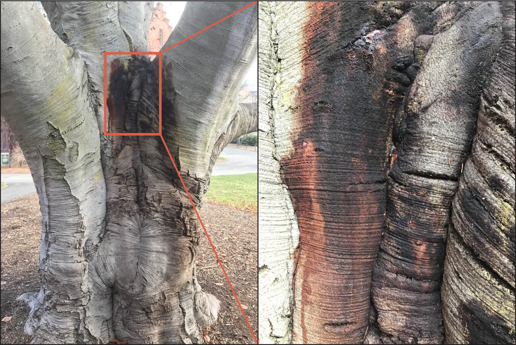 Spotting Symptoms Of Stress In Trees | TreeTech