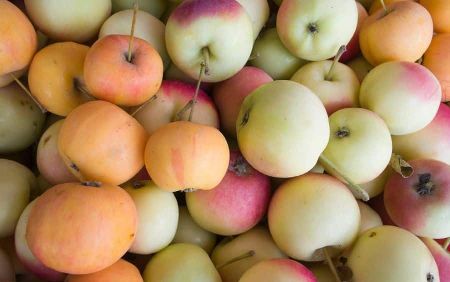 Pile of ripe yellow and red crabapples harvested from an ornamental tree.