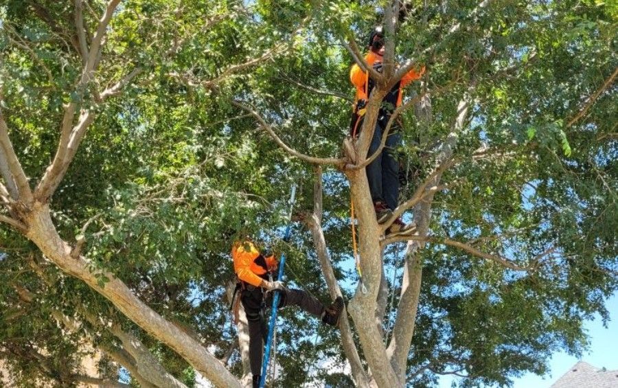 Professional arborists pruning a mature tree using ropes and climbing equipment.