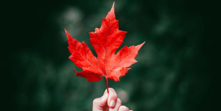 Maple Trees: A Complete Guide to Planting & Care | Arbor Masters