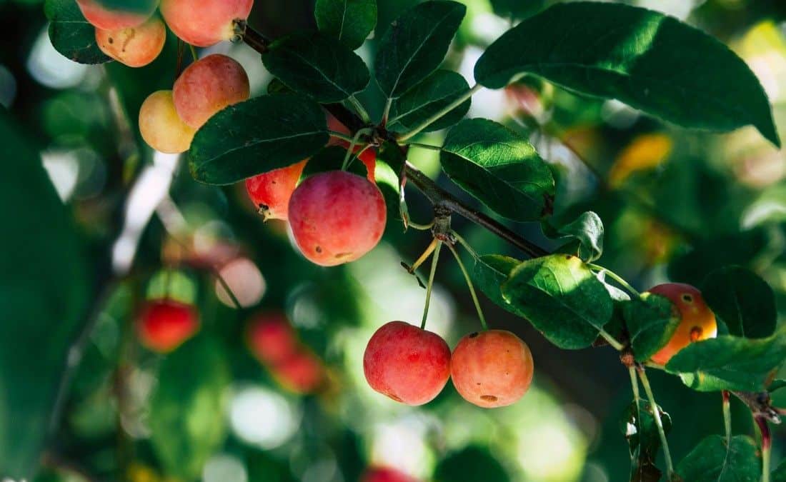 Ripe red-orange crabapple fruit and green leaves on a West Des Moines crabapple tree.